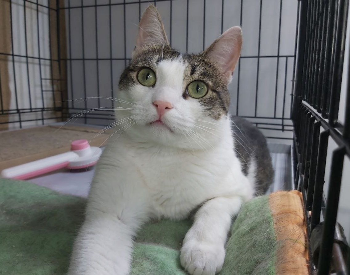 Котик Котосон, 2 года, приехал с передержки. Котосон любящий ласку котик.