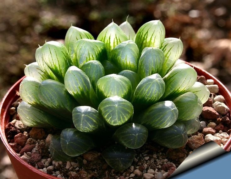 Хавортия Купера - полупрозрачные листья с "окошками" на кончиках (фото из интернета)