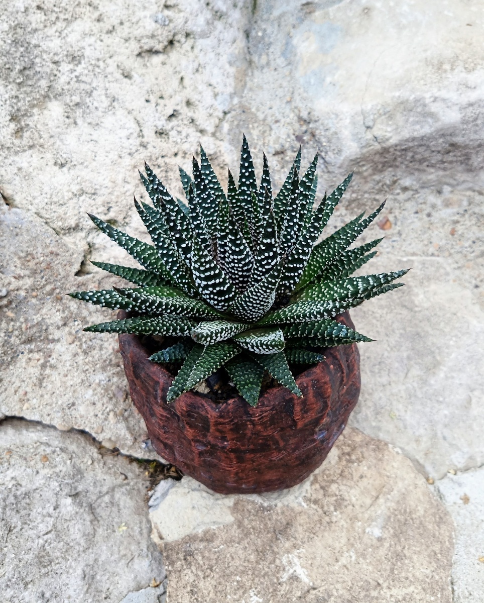 Хавортия жемчужная - листья покрыты выпуклыми белыми бородавками (фото из интернета)