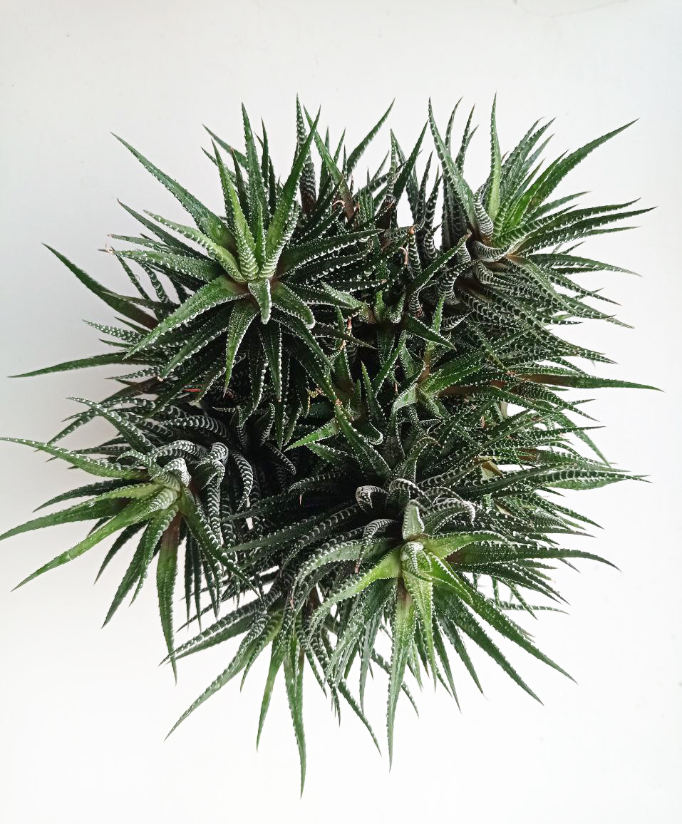 Хавортия полосатая (фото автора)