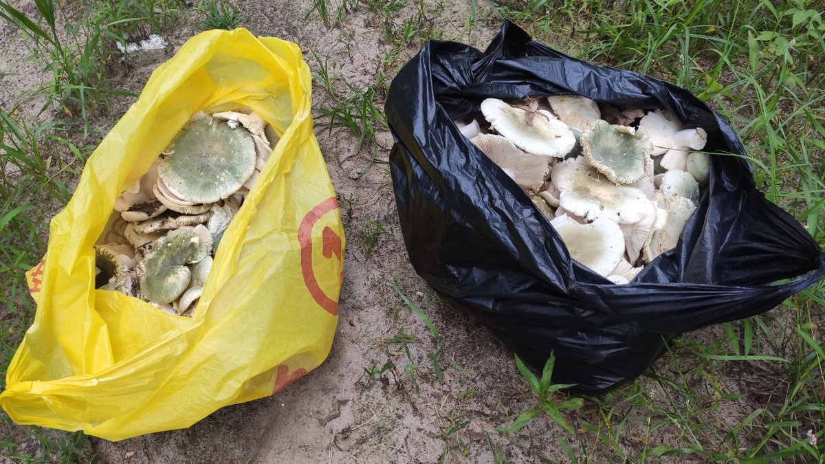 Вот такой улов зеленых сыроежек удалось собрать. Два пакета вкусных грибочков. 