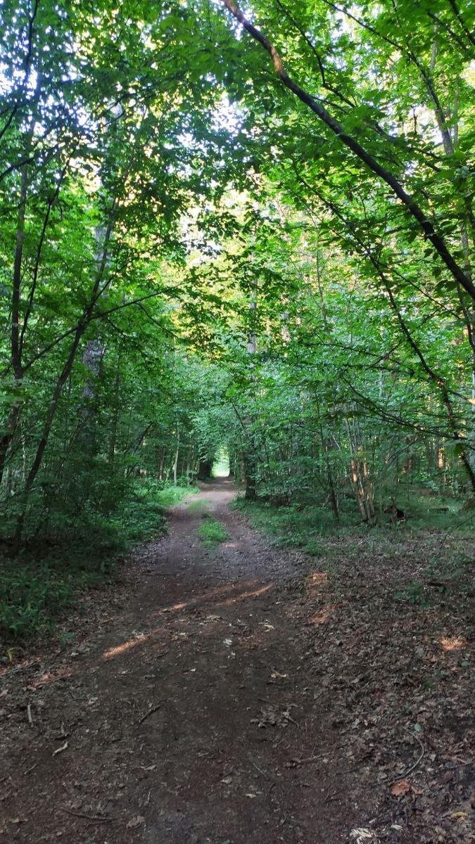 По дороге за грибами - лиственный лес, свежый воздух и настроение предвкушения тихой грибной охоты. 