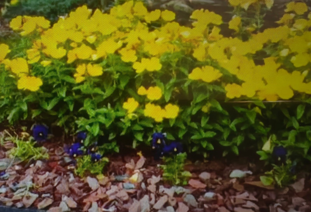 Энотера на горке с гравием. Фото Натальи Мироновой