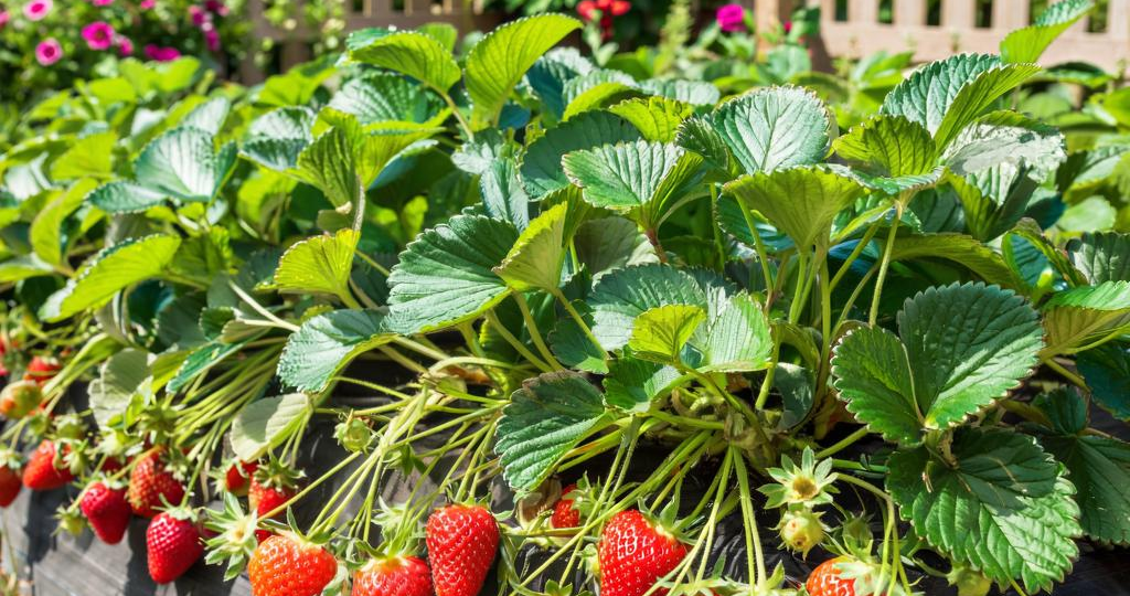 Пятерка Лидеров: Чем Подкормить Клубнику Весной и Осенью для Максимального Урожая!