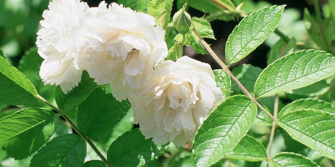 Обрезка и удобрение роз в сентябре помогут пышному цветению весной — садоводы