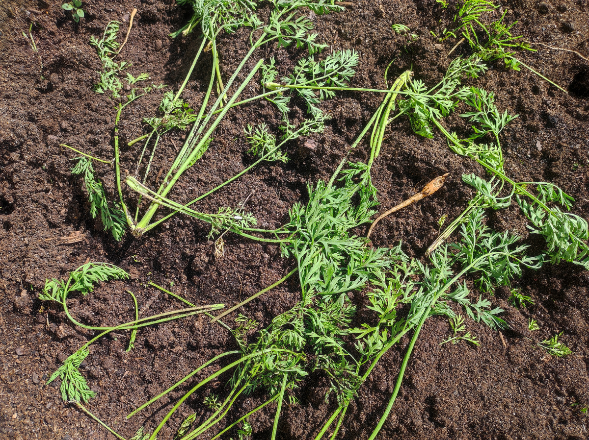 Фото автора, грядка с морковью, 8 августа 2025 года