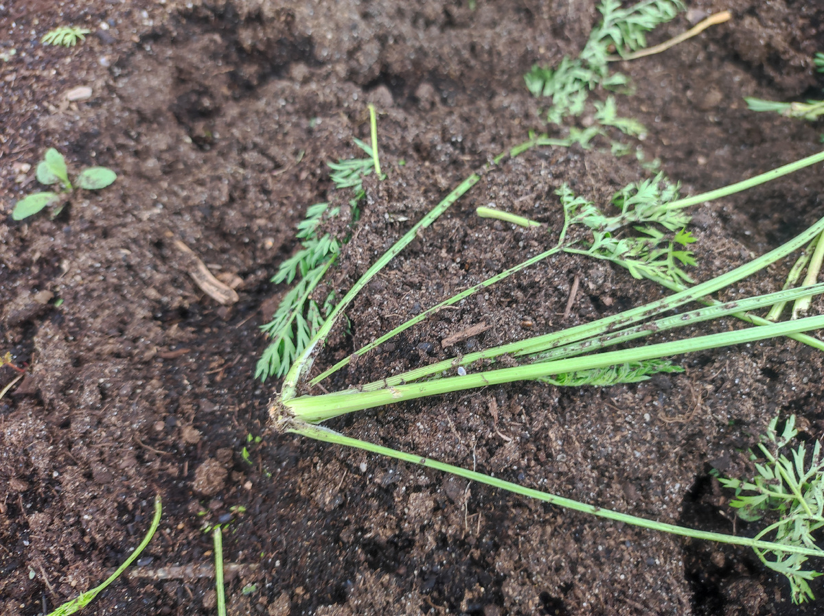 Фото автора, грядка с морковью, 8 августа 2025 года