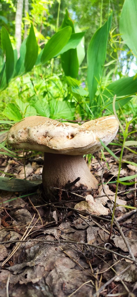 Белый гриб - за ним многие с большим удовольствием охотятся. 