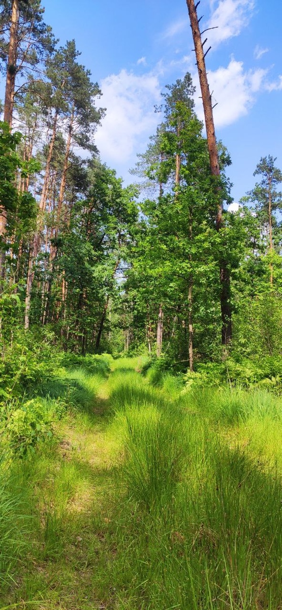 Лесная дорога, деревья, травы, и свежий воздух - наполненый азоном. 