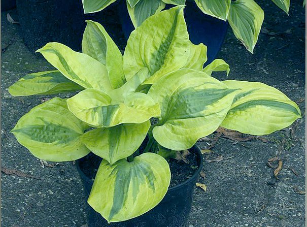 Хоста 'Jilted Lover'