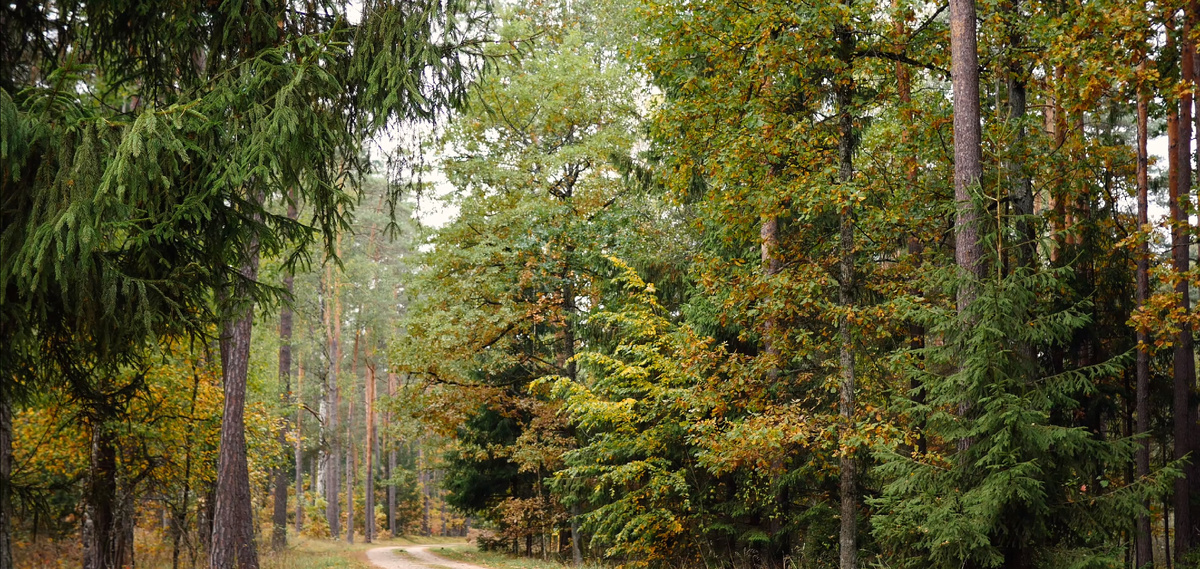 По дороге за грибами.