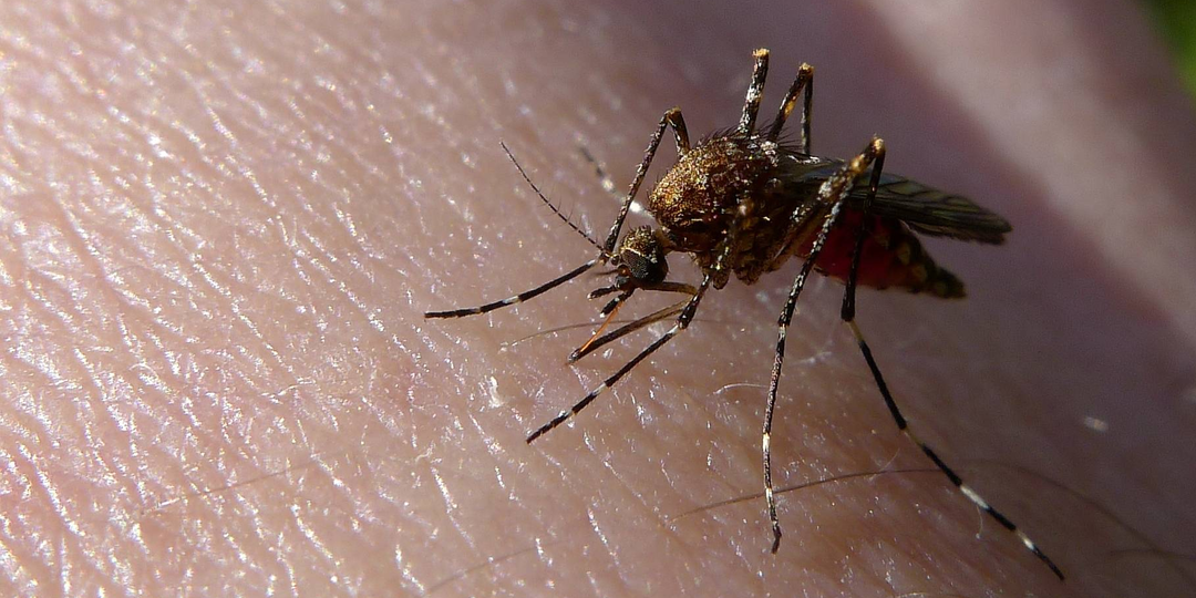 Новый вирус в Китае: что за вирус и стоит ли тревожиться в России