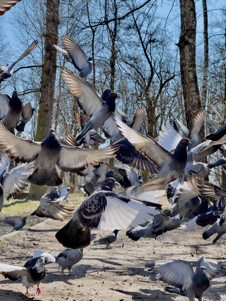 Фото голубей (источник сайт freepik  https://ru.freepik.com/free-photo/doves-flying-up-park-sunny-day-close-up_13838845.htm#fromView=search&page=1&position=0&uuid=c4c5ec6f-fada-4879-a2f7-f23fc6a5317a&query=%D0%93%D0%BE%D0%BB%D1%83%D0%B1%D0%B8+%D0%B5%D1%81%D1%82+%D0%B7%D0%BB%D0%B5%D0%B1)