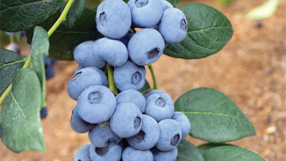 Новые сорта голубики высокорослой в нашем питомнике, лето 2025г.