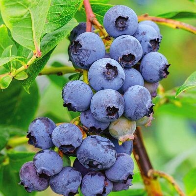 Фото голубики, сорта Веймут с сайта органатора.