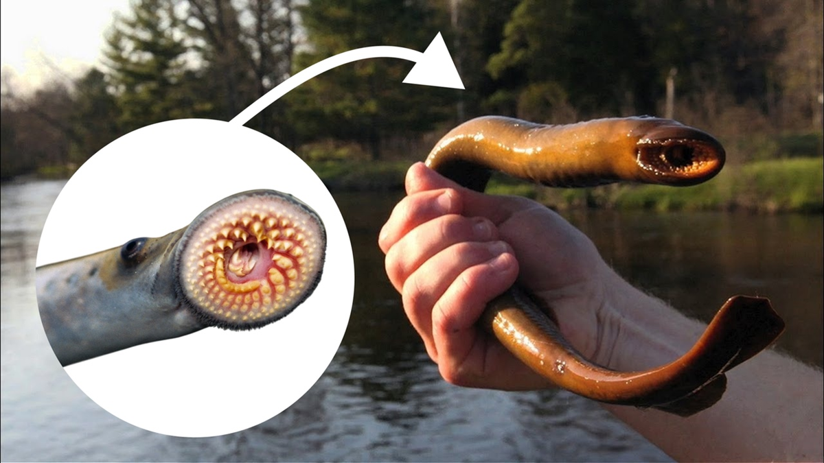 Вроде и отпустить надо. Но вдруг оно за руку покусает?