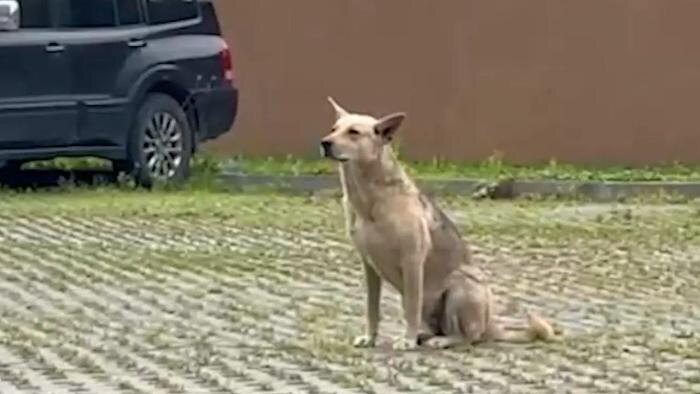 Ласковая Хатька уже неделю ждёт хозяина, который бросил её на парковке в Москве