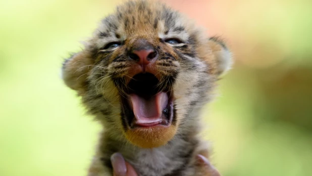 Фото Дмитрия Лямзина