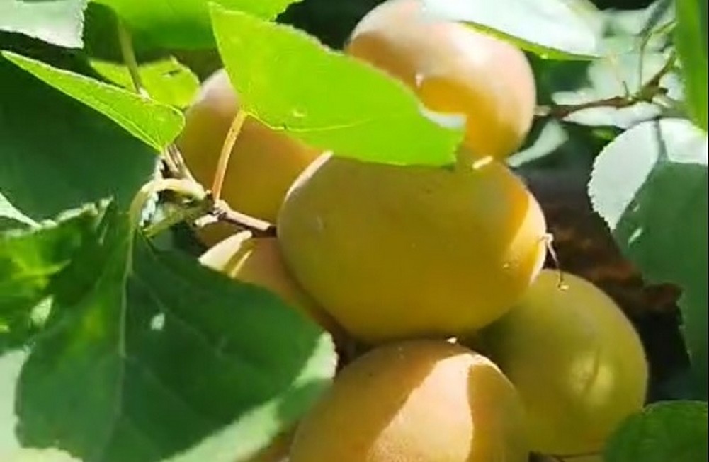 Абрикос "Товарищ" Музея истории плодового садоводства Среднего Урала