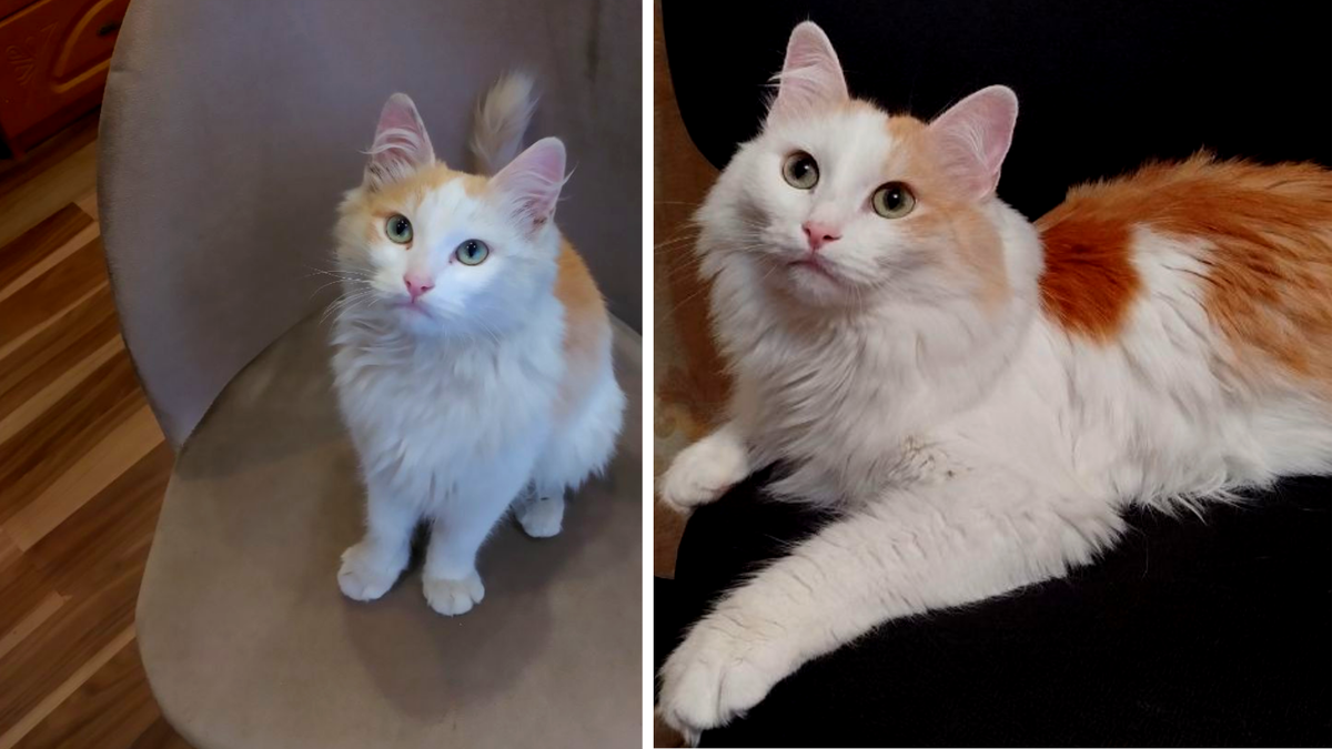 Слева: наш Нафаня через пару дней, как мы его нашли на улице, а справа: он сейчас