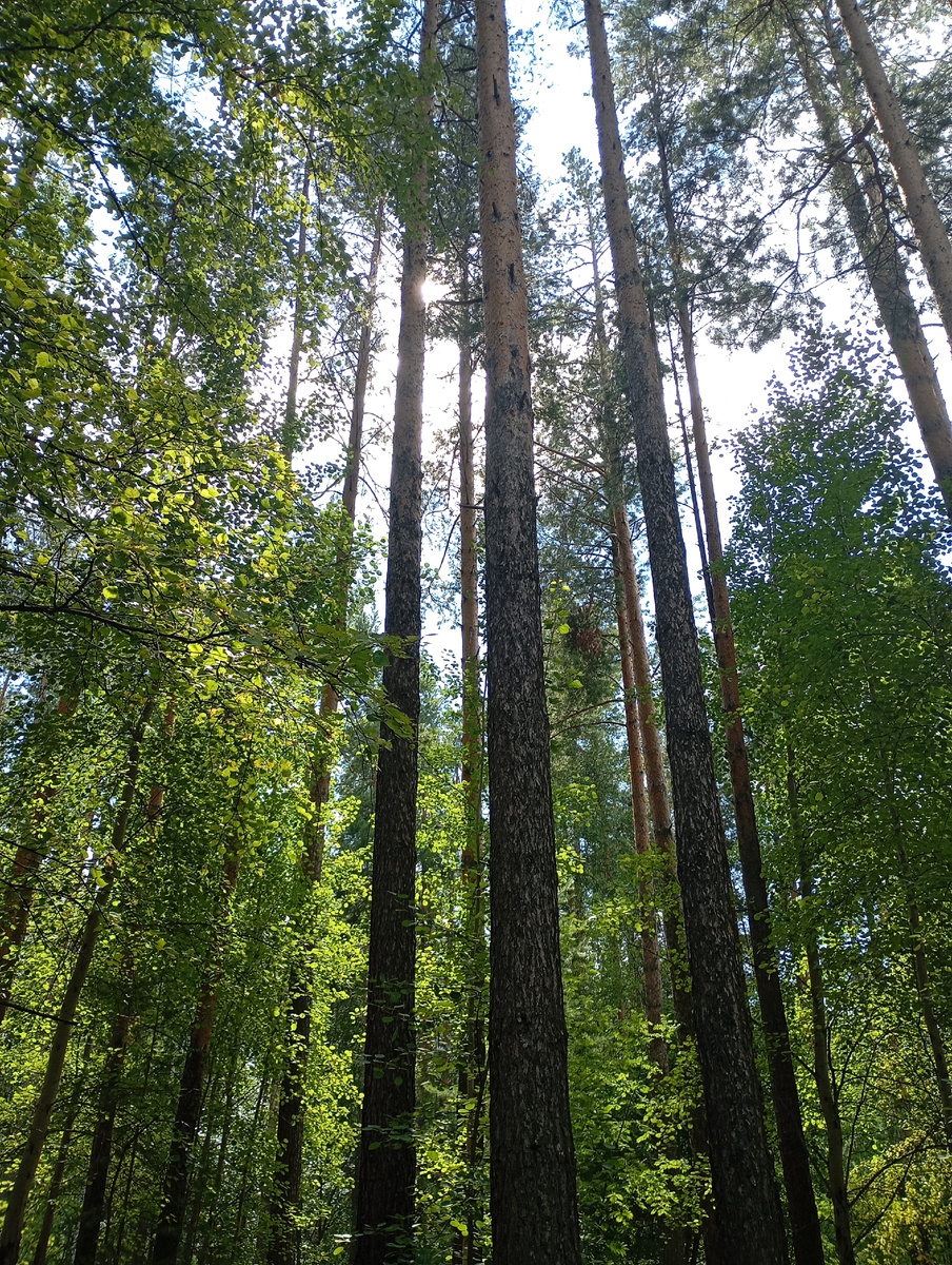 Здесь покоится  наш папа