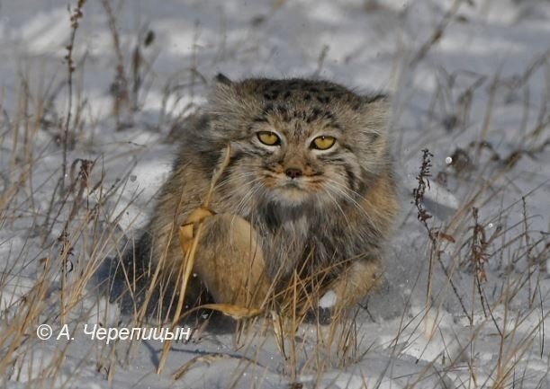 Около 200 краснокнижных манулов обитают в дикой природе Забайкалья