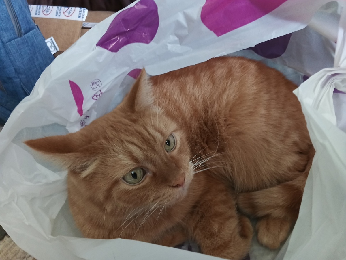 Доставка с ВБ)