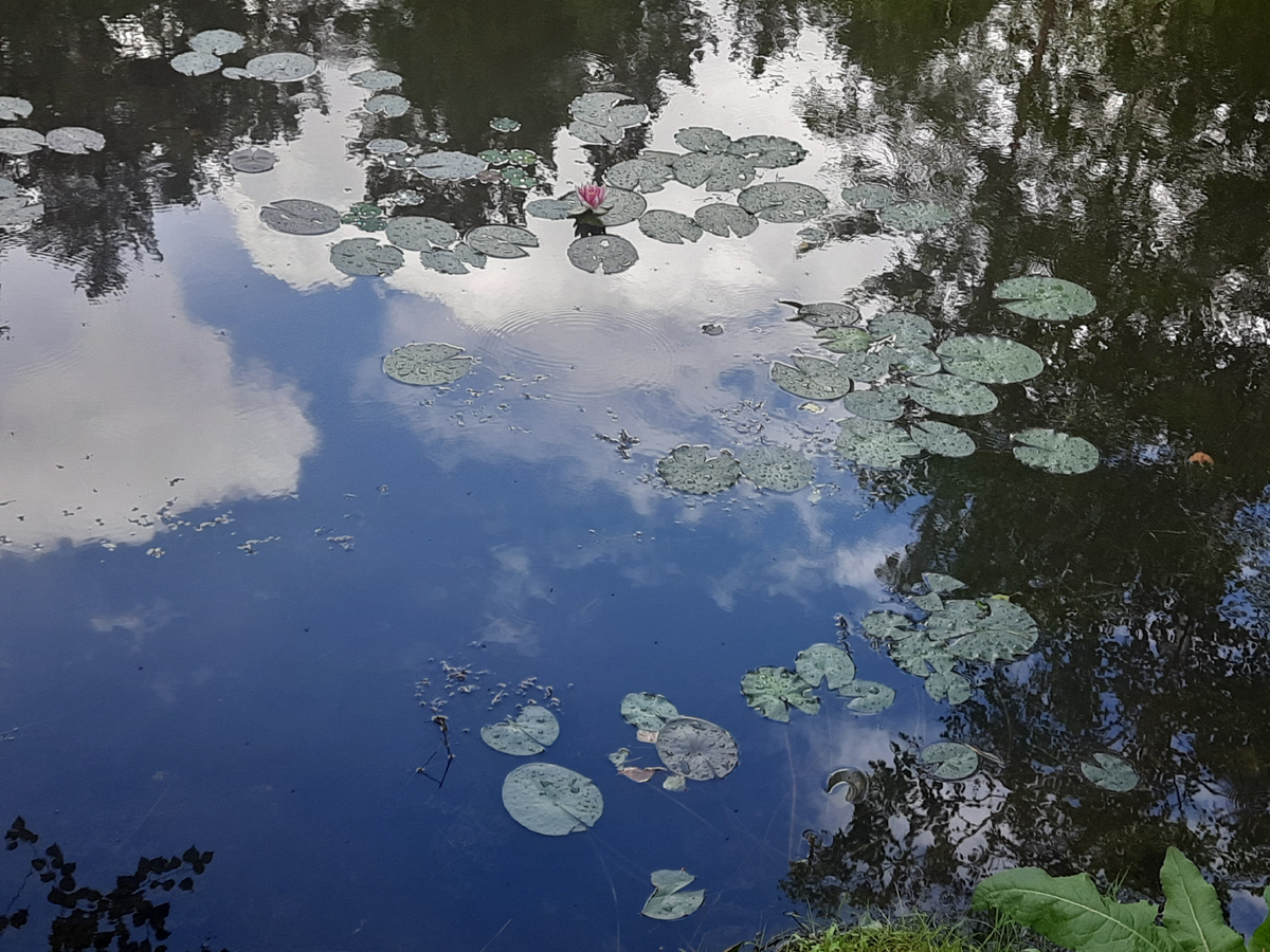 Водяная лилия