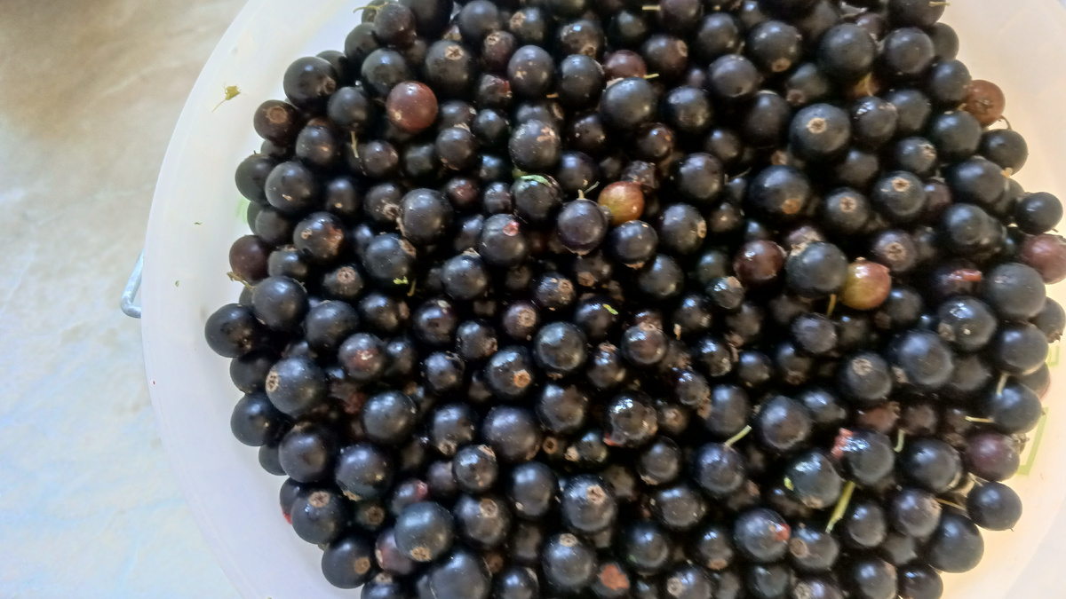 фото автора: 5-литровое ведро смородины