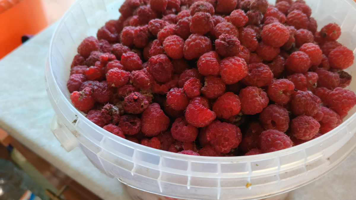 фото автора: таких три ведерка набрала малины