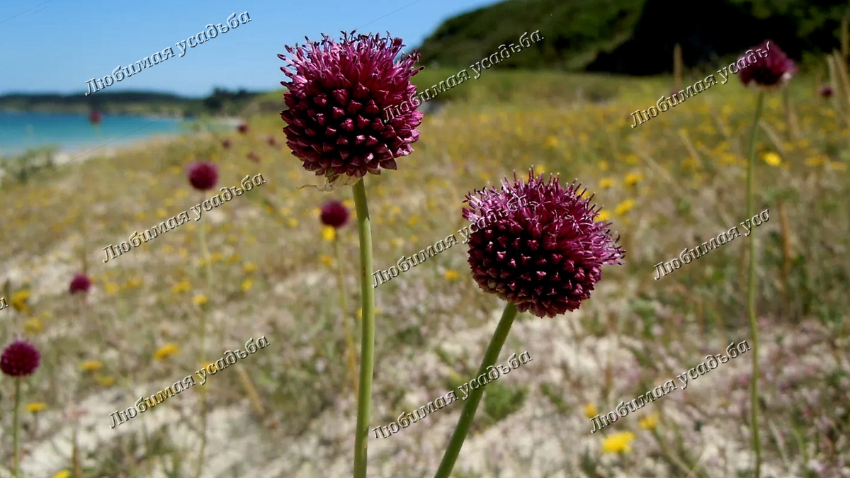 С этого "дикого" лука и началась моя коллекция