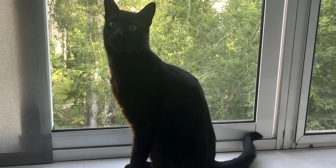 Перед вылетом бросили у входа: сотрудник иркутского аэропорта приютил чёрного кота