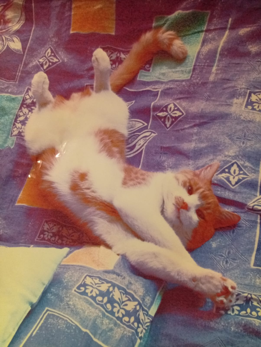 К, сожалению, Катя прожил всего 10 лет. Но зато, потом, мы взяли его внука, который прожил 17 лет