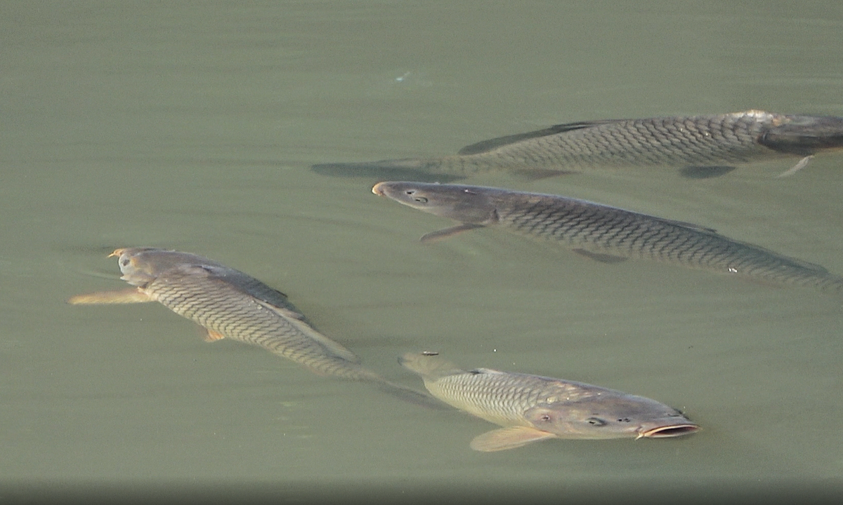карп в пруду