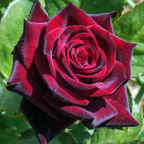 https://lafa.ru/plants/p/68366-roza-chayno-gibridnaya-chernaya-magiya/