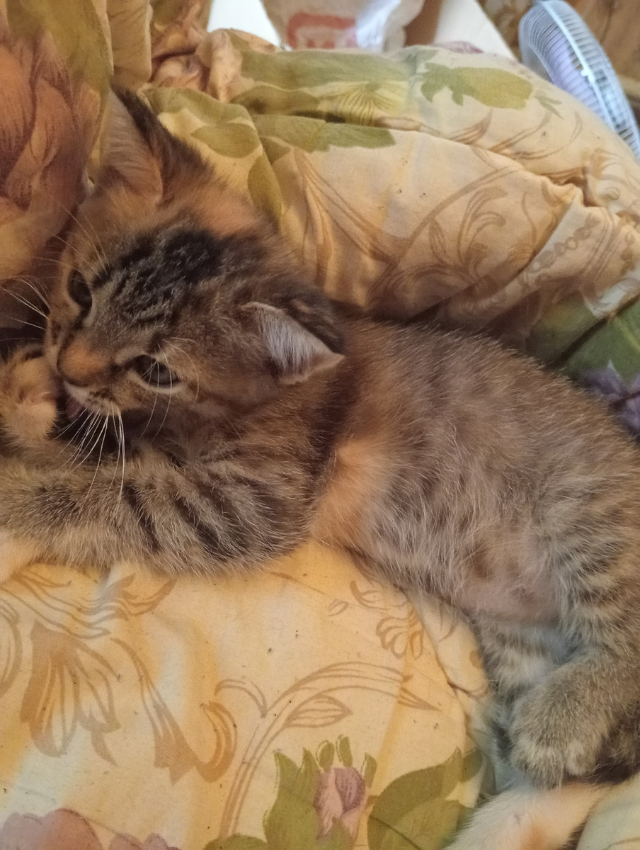 У нас теперь свой диван, своё одеяло!!!