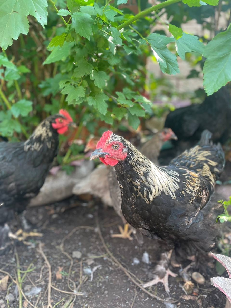 Бродят вместе со мной