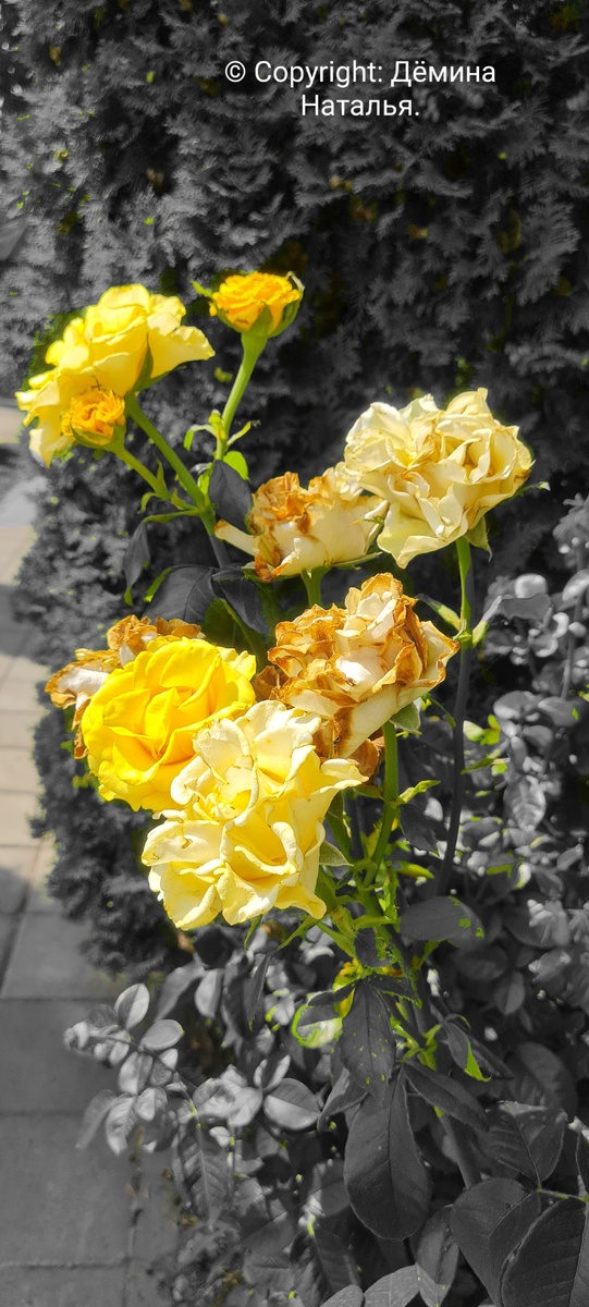 Из личного архива автора.