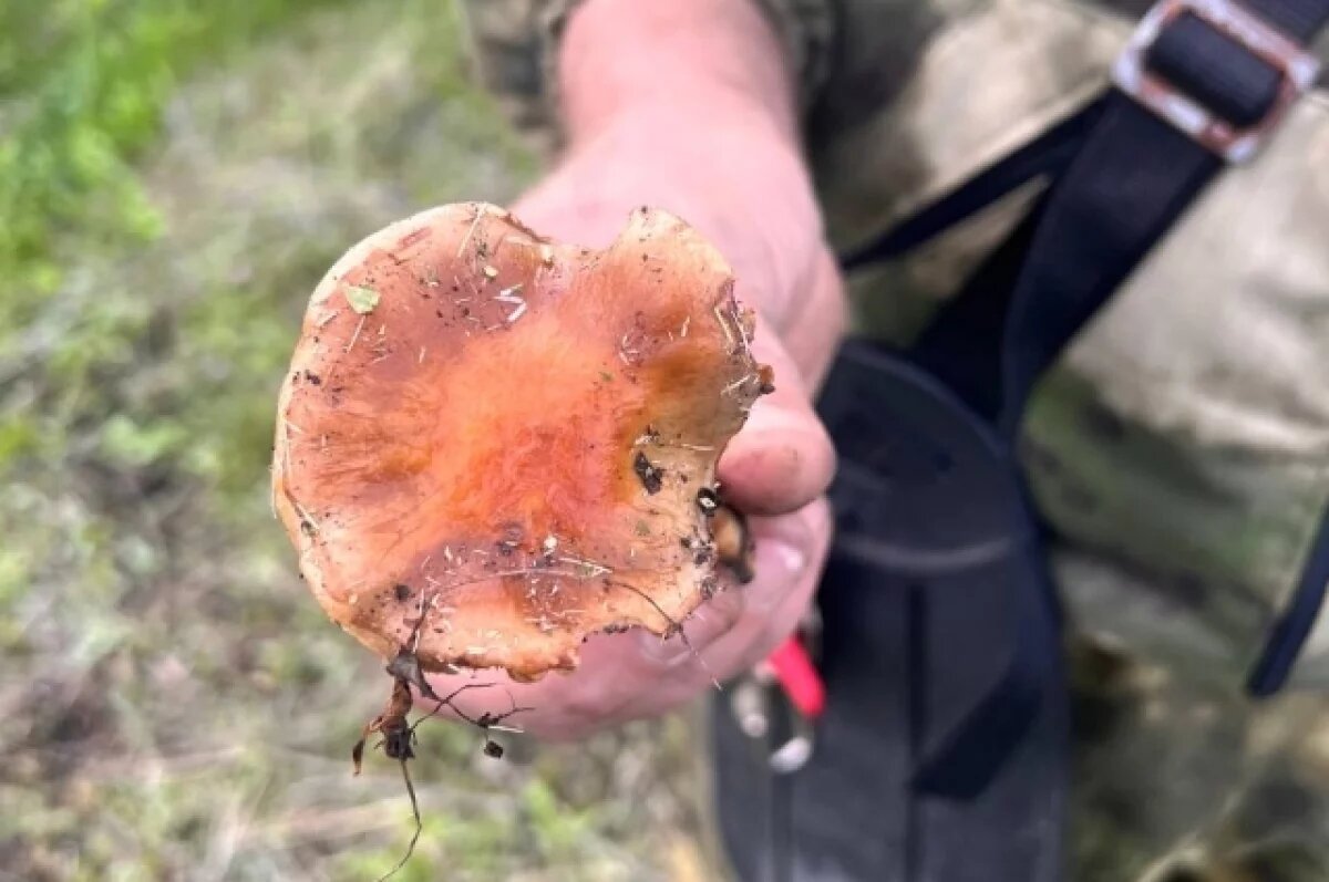    За сутки на Вилюйском тракте в Якутии потерялись четверо грибников