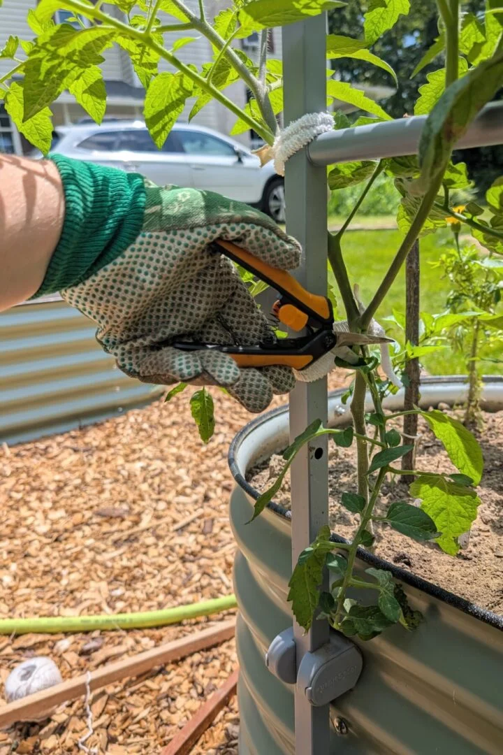 Женщина в перчатках держит садовые ножницы и обрезает нижний стебель томата