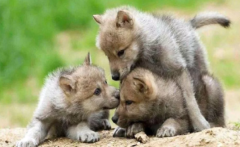 Вчера в яндексе.