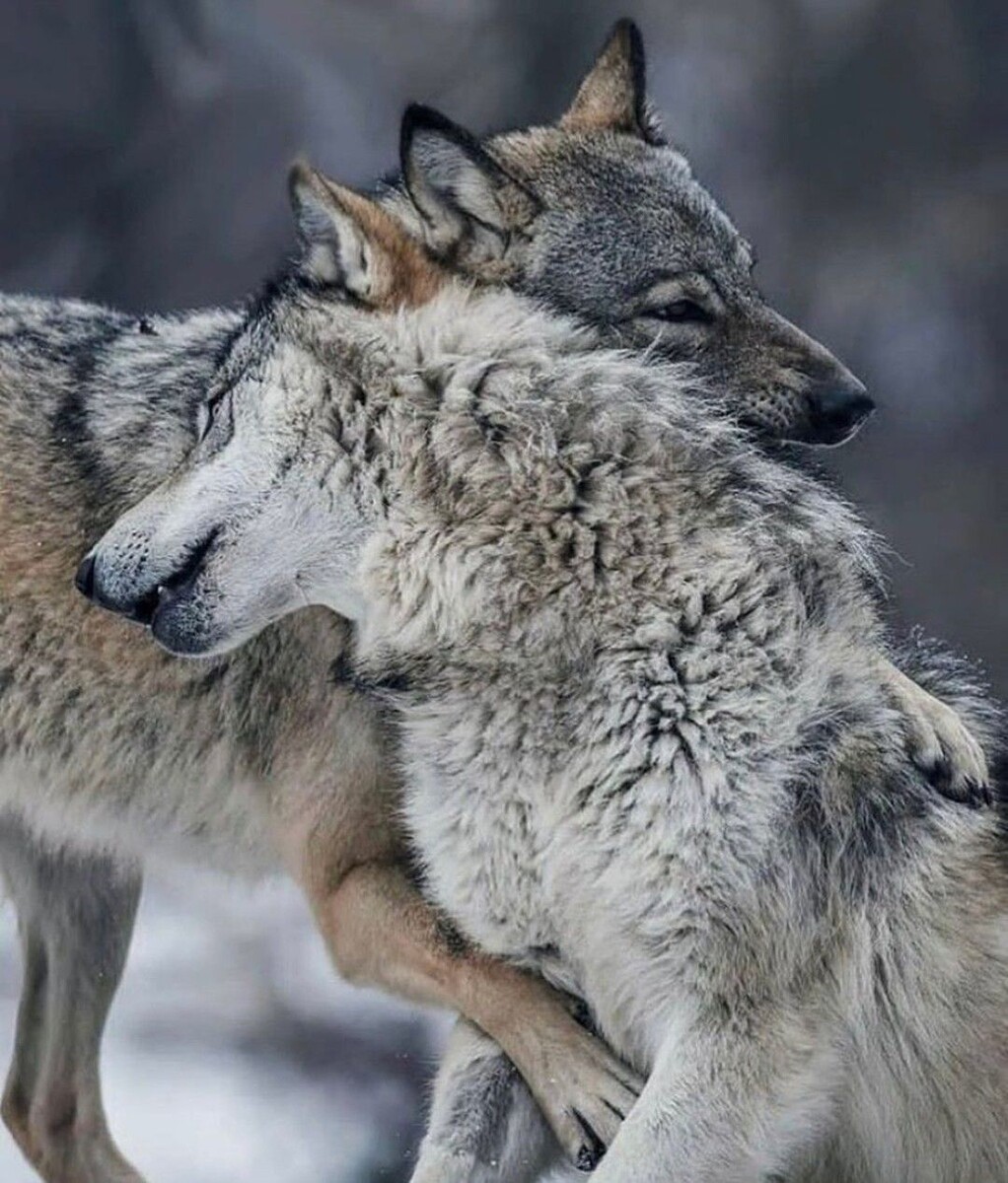 Сегодня в яндексе.