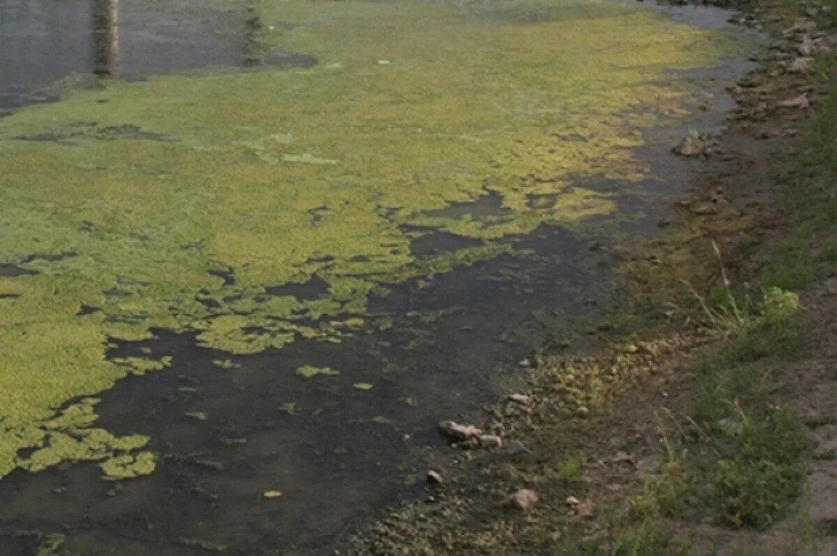    В Астрахани знаменитая стрелка превратилась в болото