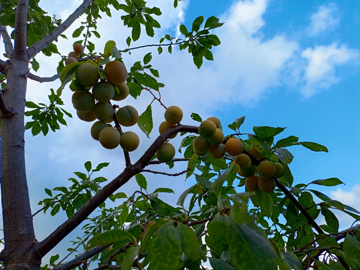 просто красваица -желтая слива.