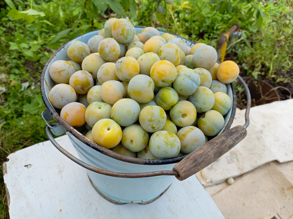 ведро сладости.