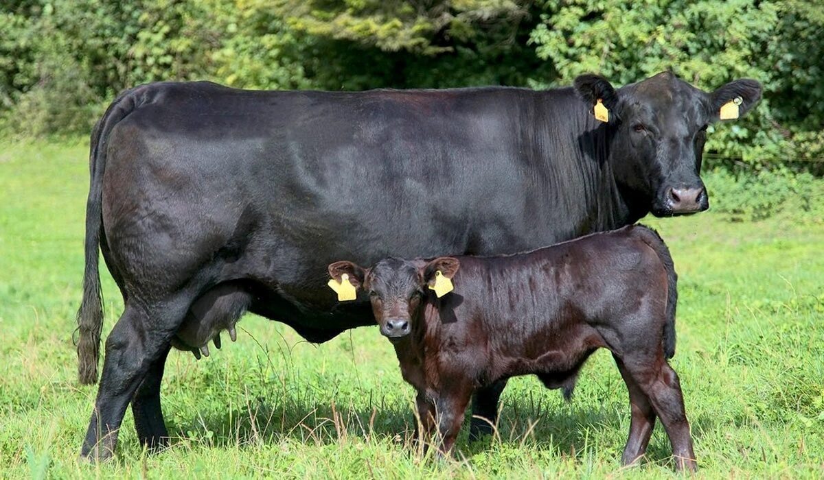    Фото: главное управление ветеринарии Рязанской области «Вконтакте»