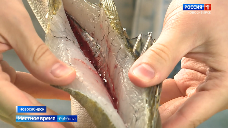 Новосибирцев предупредили об опасности заражением описторхозом