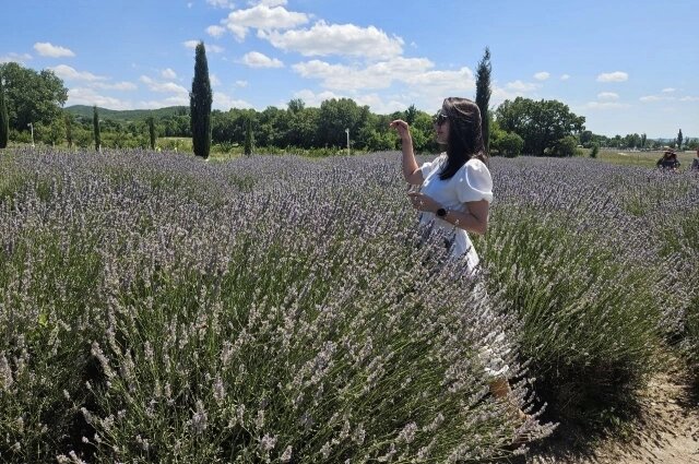    Пик цветения лаванды приходится на конец июня-начало июля. Фото: АиФ-Юг/ Татьяна Захарова
