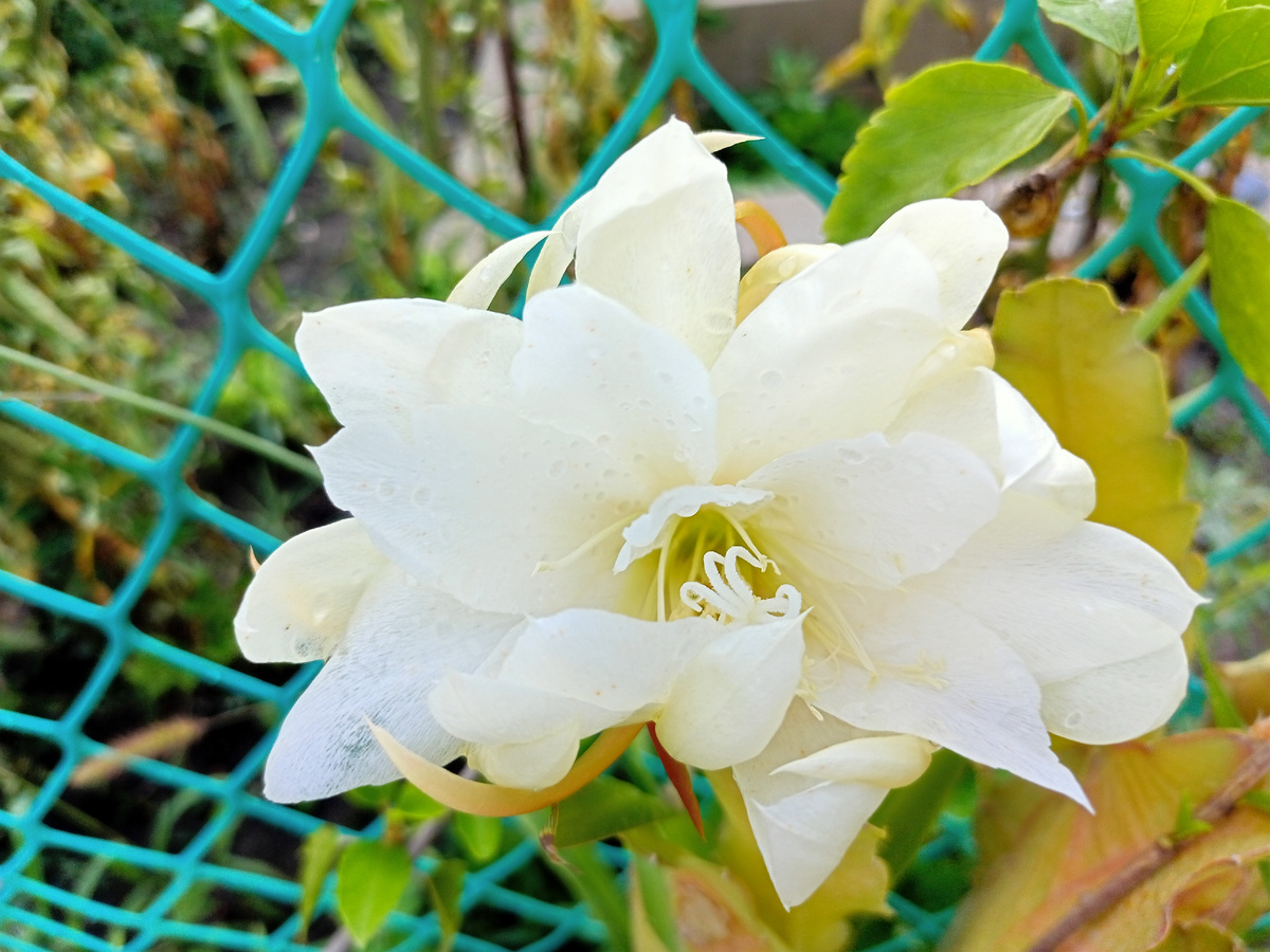 Такой вот у меня цветочек. Название забыла