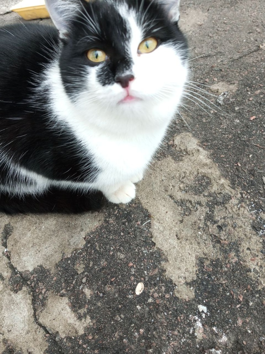 Это Мурзик, милый дворовый котик, прототип Василька